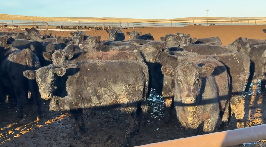 End of February Delivery!-BS109A5